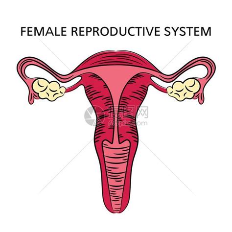 女人性器官|小知识:女性生殖系统